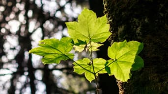 Green Forest Fund