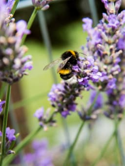Un jardin favorable aux insectes et aux abeilles