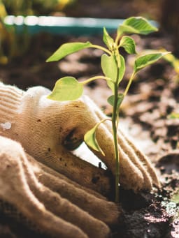 Le jardinage pour les débutants