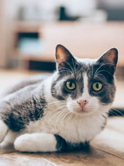 Pourquoi choisir les chats