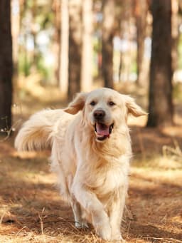 Je eerste hond: tips voor de aanschaf