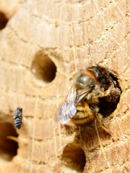 Insectenhotel bouwen