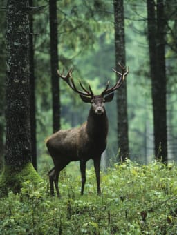 Begegnung mit Wildtieren