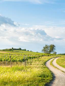 Weinregion Burgenland