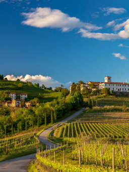Vitigni e vini friulani