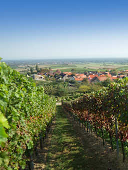 Weinregion Pfalz