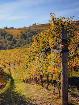 Vitigni e vini piemontesi