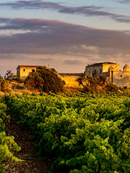 Vitigni e vini siciliani
