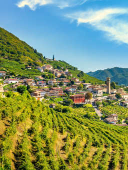 Vitigni e vini veneti