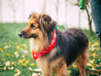 Freiwillige Hilfe Tierheim: Mit Tierheim-Hunden Gassi zu gehen ist eine wichtige Hilfe.