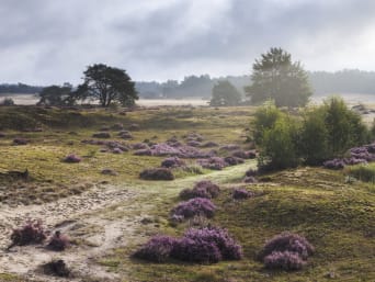 Van Elburg naar Harderwijk op de fiets – Een prachtige route over de heide in de buurt van Nunspeet.