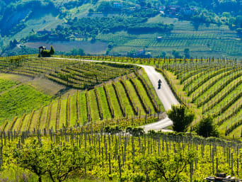 Piste ciclabili Langhe: percorso in mezzo ai vigneti.