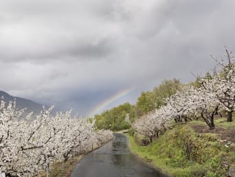 El Valle del Jerte en bicicleta: los cerezos en flor son uno de los atractivos paisajísticos del Valle del Jerte.