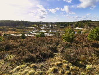 Fietsen in Limburg: Natuurmonumenten op de Brunssummerheide.