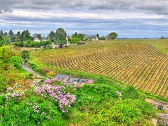 Loire à vélo : balade à travers les vignobles de Chinon.