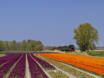 Fietsen in Noord-Holland: een mooi uitzicht bloemenvelden.