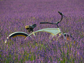 Une petite pause vélo dans un champ de lavande en Provence.