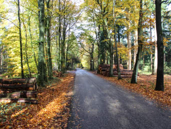 Leusderheideroute: De zon schijnt op verkleurde bladeren in het bos