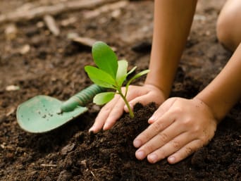Garteln mit Kindern: Ein Kind setzt Pflanze in ein Beet und drückt Erde leicht an.