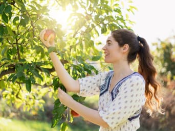 Gartenarbeit im Herbst: Gärtnerin erntet Äpfel an einem Herbsttag.