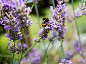 Bijenvriendelijke planten - Een hommel zoekt nectar op een lavendelbloem.