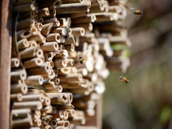 Des abeilles cherchent le coin idéal dans un hôtel à insectes.