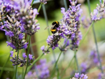 Bienenfreundliche Pflanzen – Eine Hummel sucht nach Nektar auf einer Lavendelblüte.