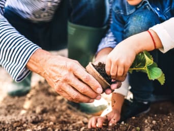 Naschgarten für Kinder: Großvater pflanzt mit seinem Enkel eine Pflanze ein.