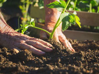 Ogród samowystarczalny – mężczyzna sadzi warzywa. 