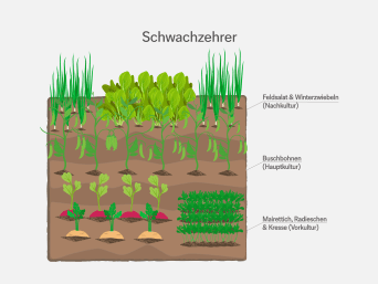 Schwachzehrer – Informationsgrafik zur Fruchtfolge im Garten.