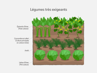 Légume très exigeants: La rotation des cultures : graphique d’information concernant la culture rotative dans le jardin.
