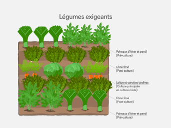 Légume exigeants: graphique d’information concernant la culture rotative dans le jardin.
