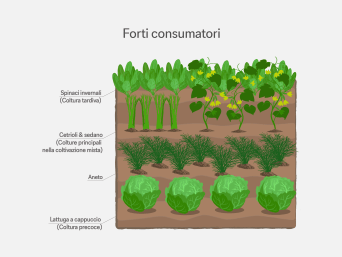 Forti consumatori – Grafico informativo sulla rotazione degli ortaggi nell’orto.