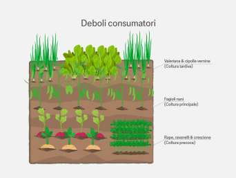 Deboli consumatori – Grafico informativo sulla rotazione degli ortaggi nell’orto.