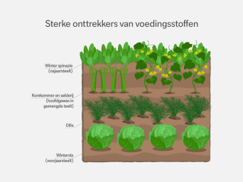 Sterke onttrekkers van voedingsstoffen – informatiegrafiek over de wisselteelt in de moestuin.