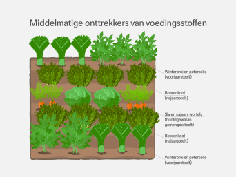 Middelmatige onttrekkers van voedingsstoffen – informatiegrafiek over de wisselteelt in de moestuin.