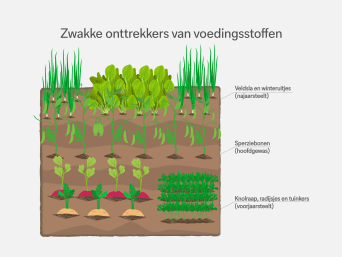 Zwakke onttrekkers van voedingsstoffen – informatiegrafiek over de wisselteelt in de moestuin.