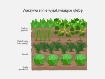 Płodozmian – infografika o rotacji roślin w ogródku.