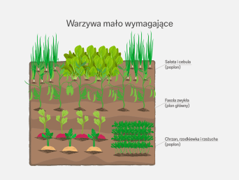 Płodozmian – infografika o rotacji roślin w ogródku.