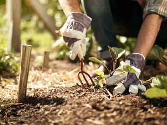 Prace ogrodowe – ogrodnik w rękawiczkach ogrodowych sadzi warzywa.