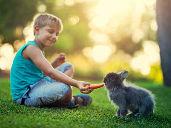 Haustiere Kinder – Junge füttert Zwergkaninchen im Garten.