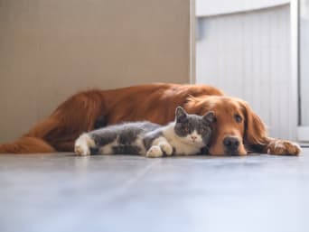 Zalety posiadania zwierząt domowych: pies i kot leżą obok siebie na podłodze.