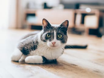 Kat als huisdier – Huiskat ligt op de parketvloer.