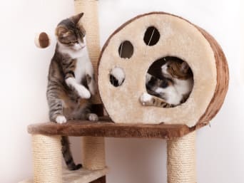 Prendere un gattino: tiragraffi e giochi animano la vita dei gatti domestici.