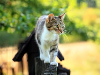 Un chat sur une clôture de jardin