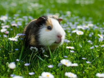 Kleintiere halten – Nagetiere und Kaninchen benötigen ausreichend Platz.