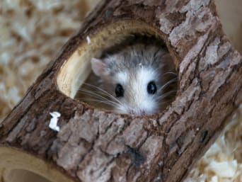 Hamster care: hamsters are nocturnal and solitary animals.