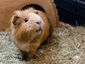 Guinea pig care: guinea pigs are quiet and shy animals.