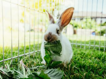 Kaninchenhaltung – Kaninchen benötigen ausreichend Platz und Auslauf