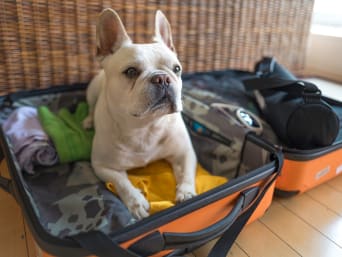 Wakacje ze zwierzętami – pies leży na ubraniach w rozłożonej walizce. 
